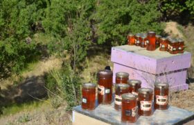 همایش عسل و طبیعت در گلپایگان / گزارش تصویری