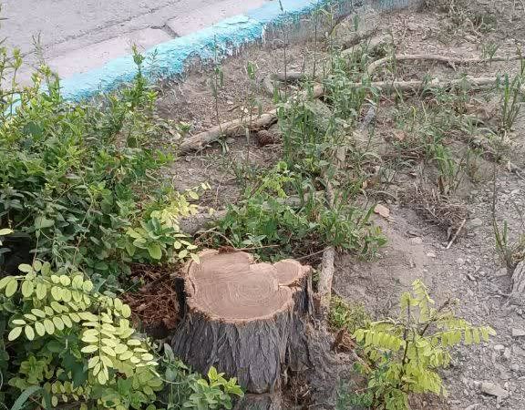 قتل عام درختان خیابان سعادت آباد اصفهان برای منافع؟ / آیا شهردار منطقه و یا کسی جوابگوی این قتل عام می باشد؟