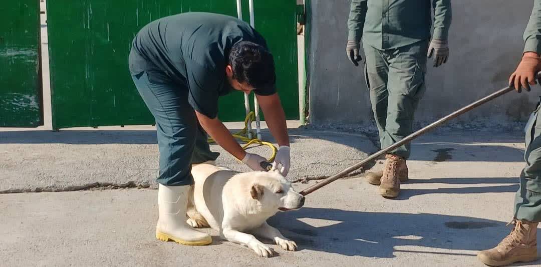 زندهگیری سگ هاری که به ۲۲ شهروند اردبیلی آسیب رسانده بود