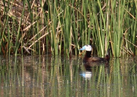 تالاب‌های چالدران میزبان گونه اردک سرسفید