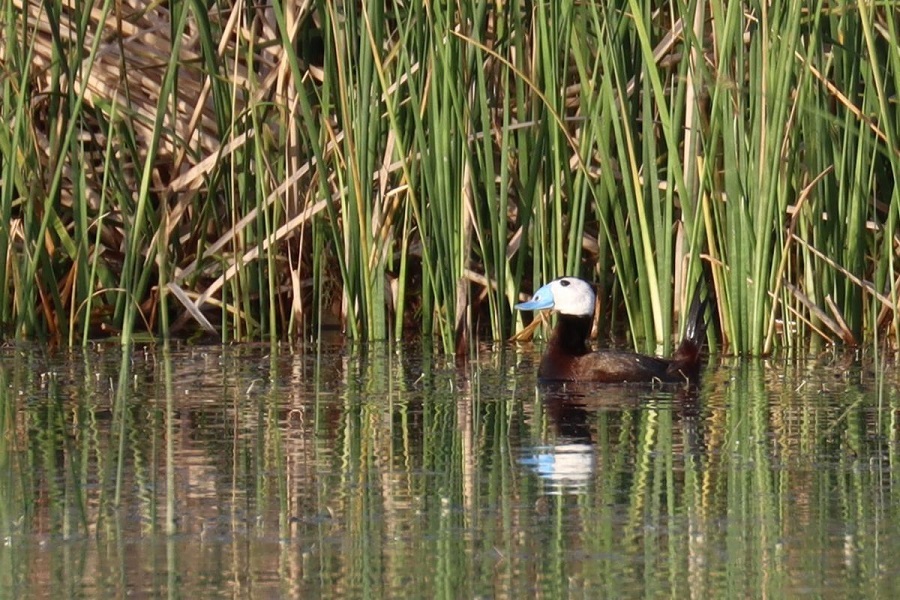تالاب‌های چالدران میزبان گونه اردک سرسفید