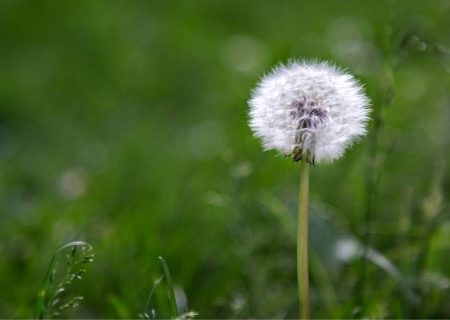 اردیبهشت در گذر زمان ایرانیان