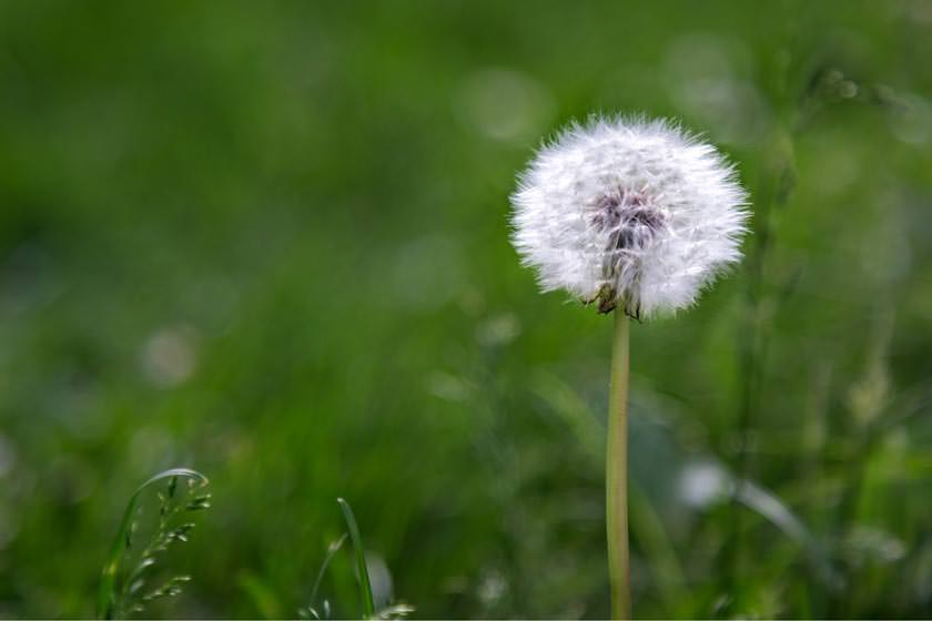 اردیبهشت در گذر زمان ایرانیان