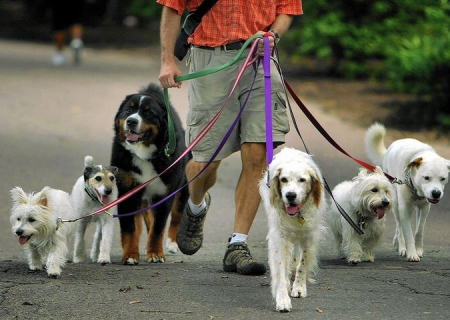 سگ فرزندی، بازتعریف محبت در عصر بدون فرزند