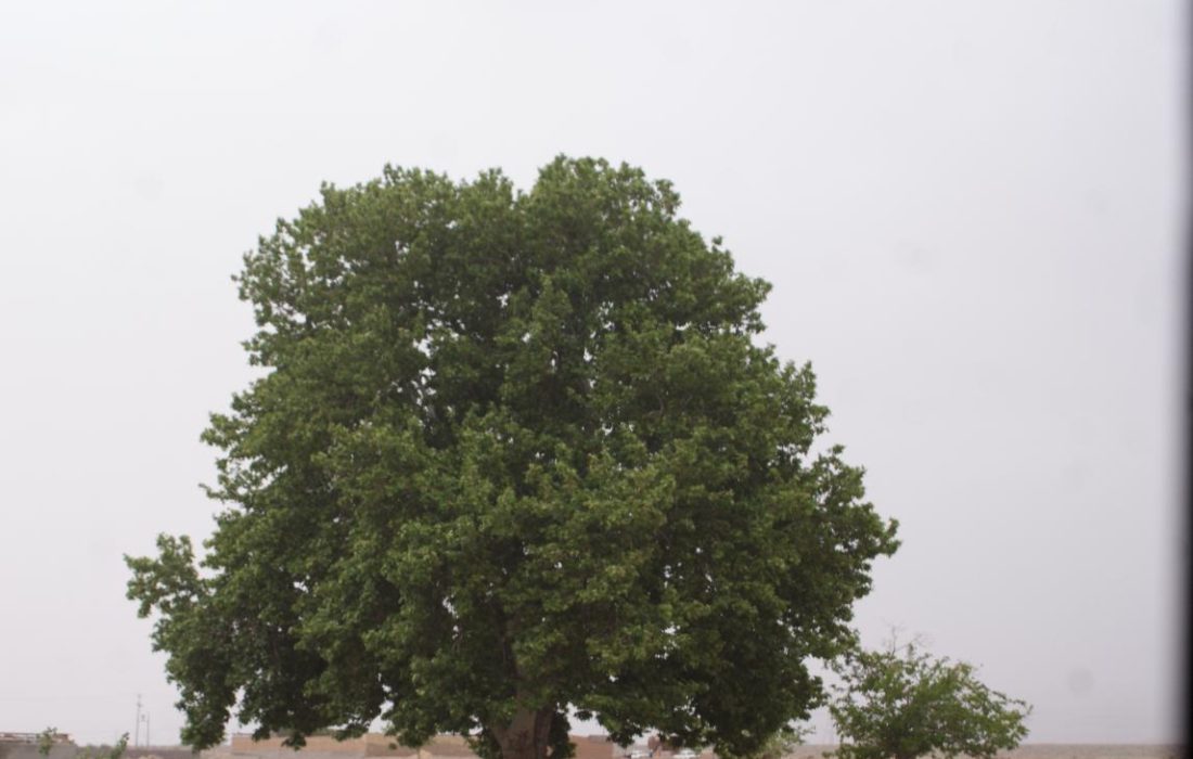 هویت بخشی به روستا در سایهی چنار کهن/ حفظ هویت «بهاریه» مستلزم ثبت ملی است