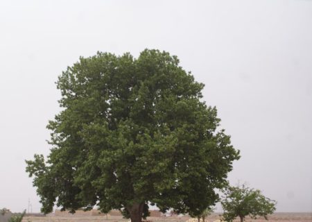 هویت‌ بخشی به روستا در سایه‌ی چنار کهن/ حفظ هویت «بهاریه» مستلزم ثبت ملی است